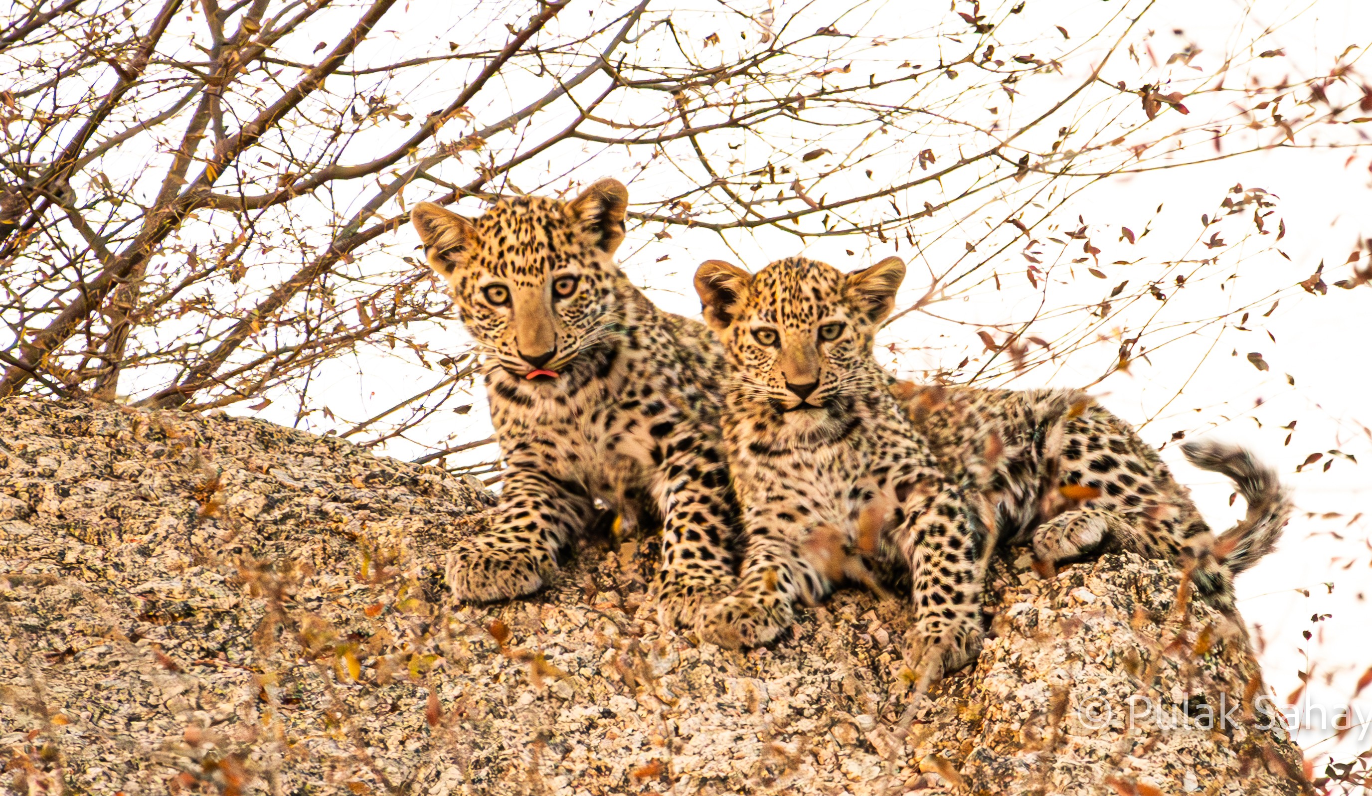 Pair of Cubs